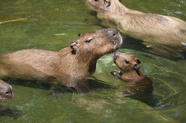 動物の森 | 海の中道海浜公園 | 福岡市東区にある自然豊かな国営公園